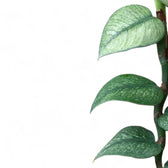 Rhaphidophora hongkongensis 'Mint' leaf detail on white background.