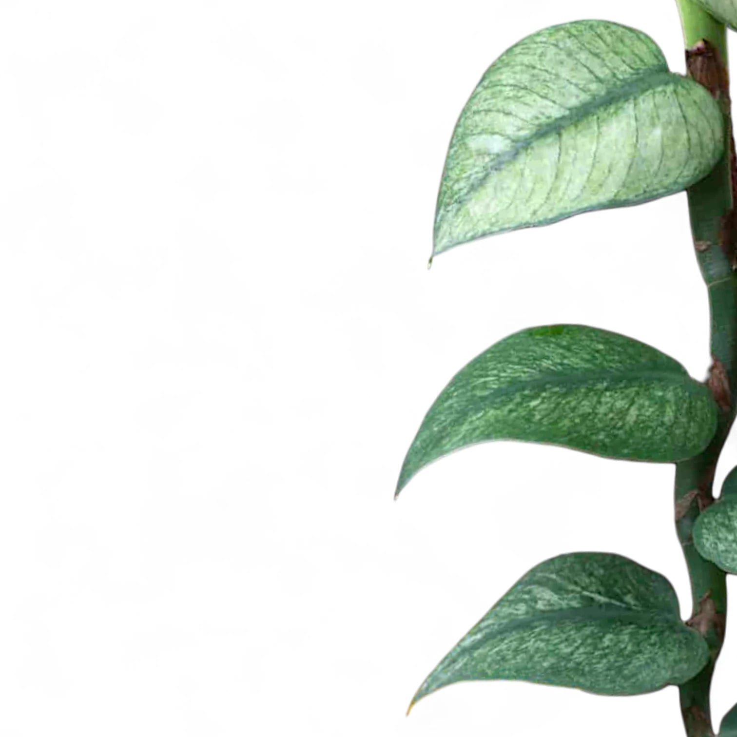 Rhaphidophora hongkongensis 'Mint' leaf detail on white background.