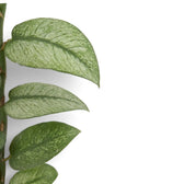 Nahaufnahme der grünen Blätter von Rhaphidophora hongkongensis ‘Mint’ mit mintgrüner Panaschierung
