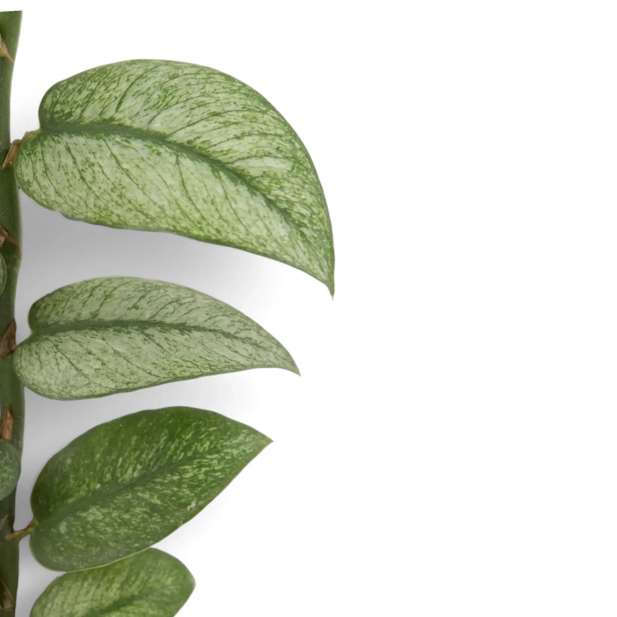 Nahaufnahme der grünen Blätter von Rhaphidophora hongkongensis ‘Mint’ mit mintgrüner Panaschierung
