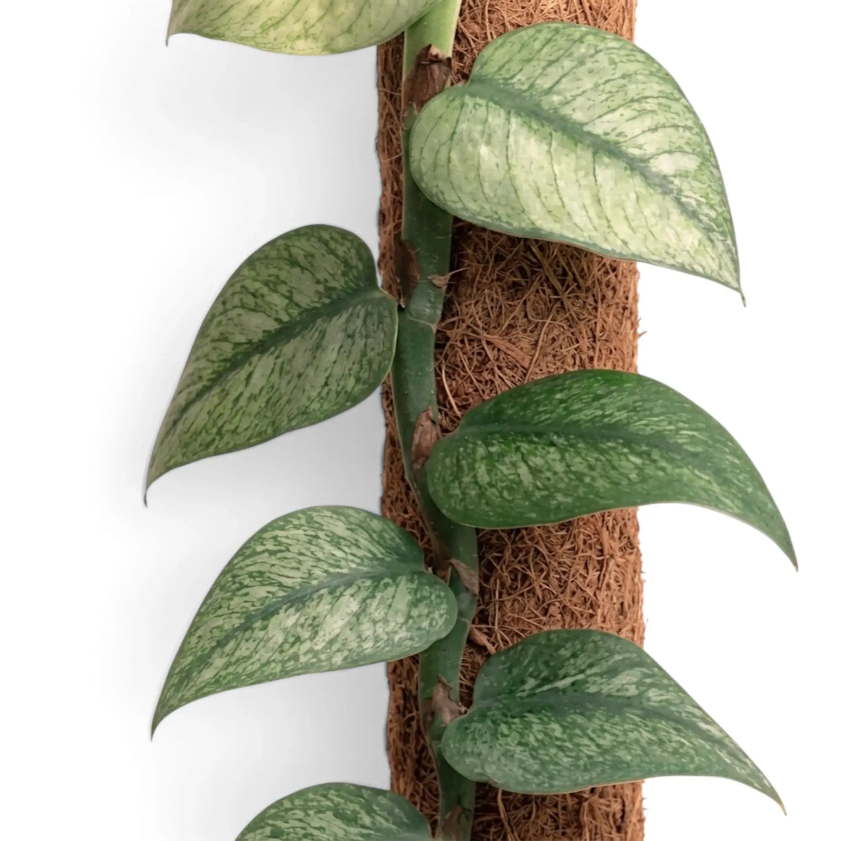 Nahaufnahme der grünen Blätter von Rhaphidophora hongkongensis ‘Mint’ mit mintgrüner Panaschierung