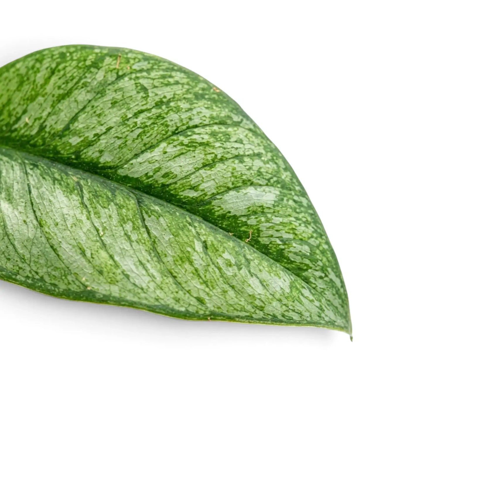 Nahaufnahme der grünen Blätter von Rhaphidophora hongkongensis ‘Mint’ mit mintgrüner Panaschierung