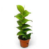 Rhaphidophora korthalsii potted plant in nursery pot on white background.