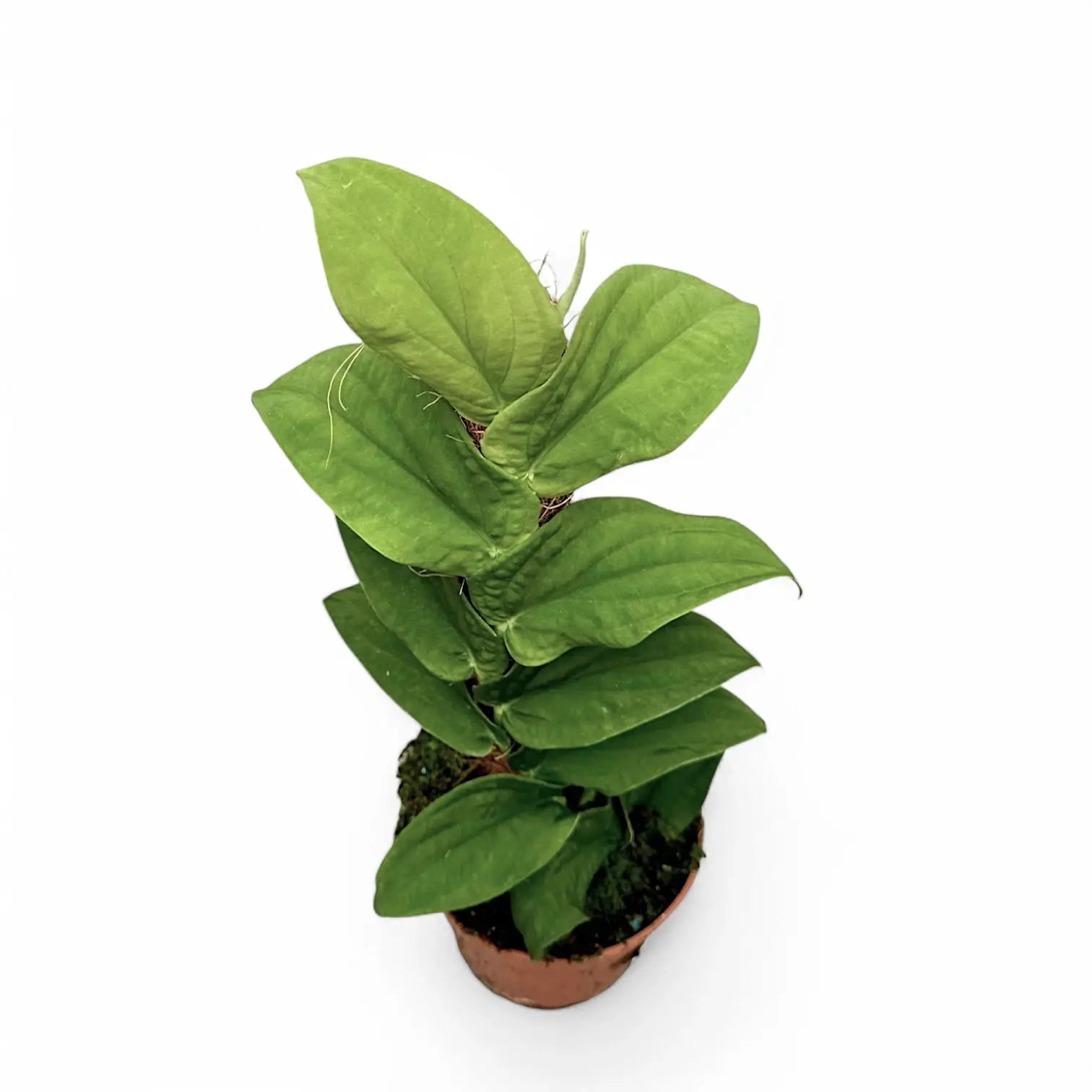 Rhaphidophora korthalsii potted plant in nursery pot on white background.