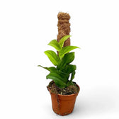 Rhaphidophora korthalsii potted plant in nursery pot on white background.