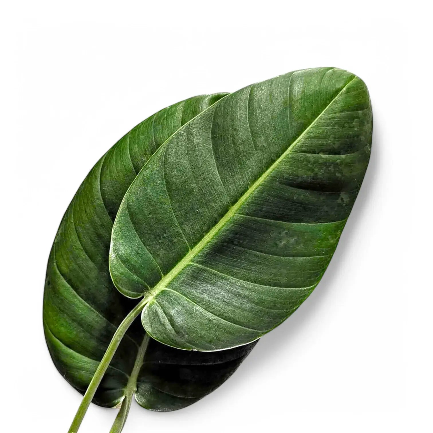Rhaphidophora megaphylla close-up of leaf on white background.