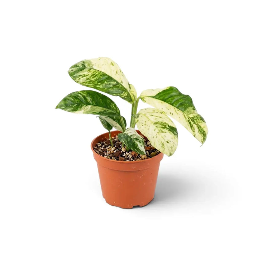 Rhaphidophora puberula variegata in a nursery pot