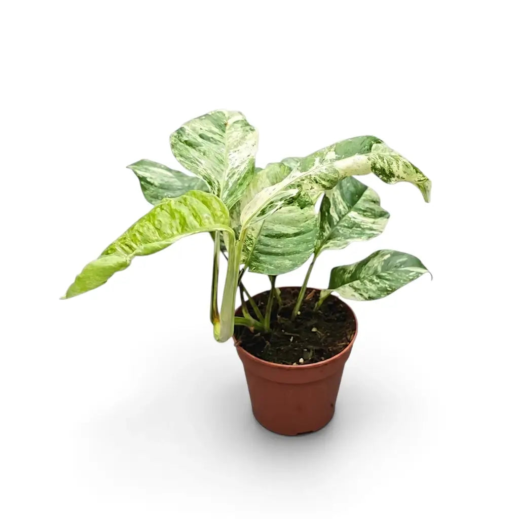 Rhaphidophora puberula variegata im Kulturtopf
