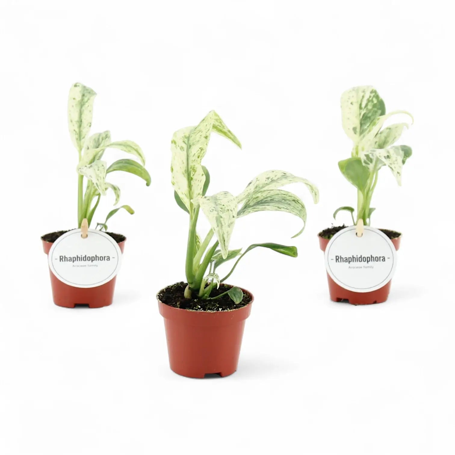 Rhaphidophora puberula variegata potted plant in nursery pot on white background, product photo.