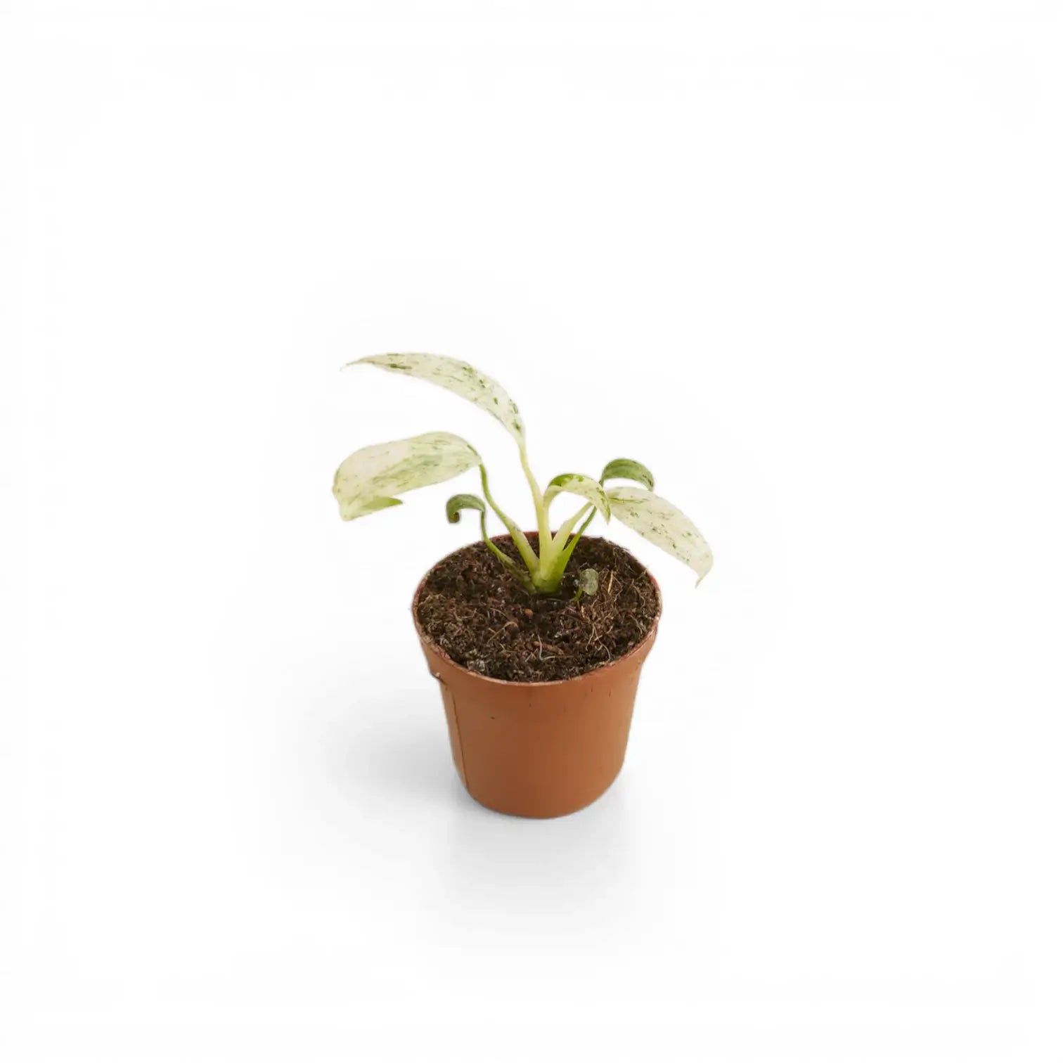 Rhaphidophora puberula variegata potted plant in nursery pot on white background, product photo.