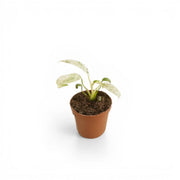 Rhaphidophora puberula variegata potted plant in nursery pot on white background, product photo.