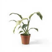 Rhaphidophora puberula variegata potted plant in nursery pot on white background, product photo.