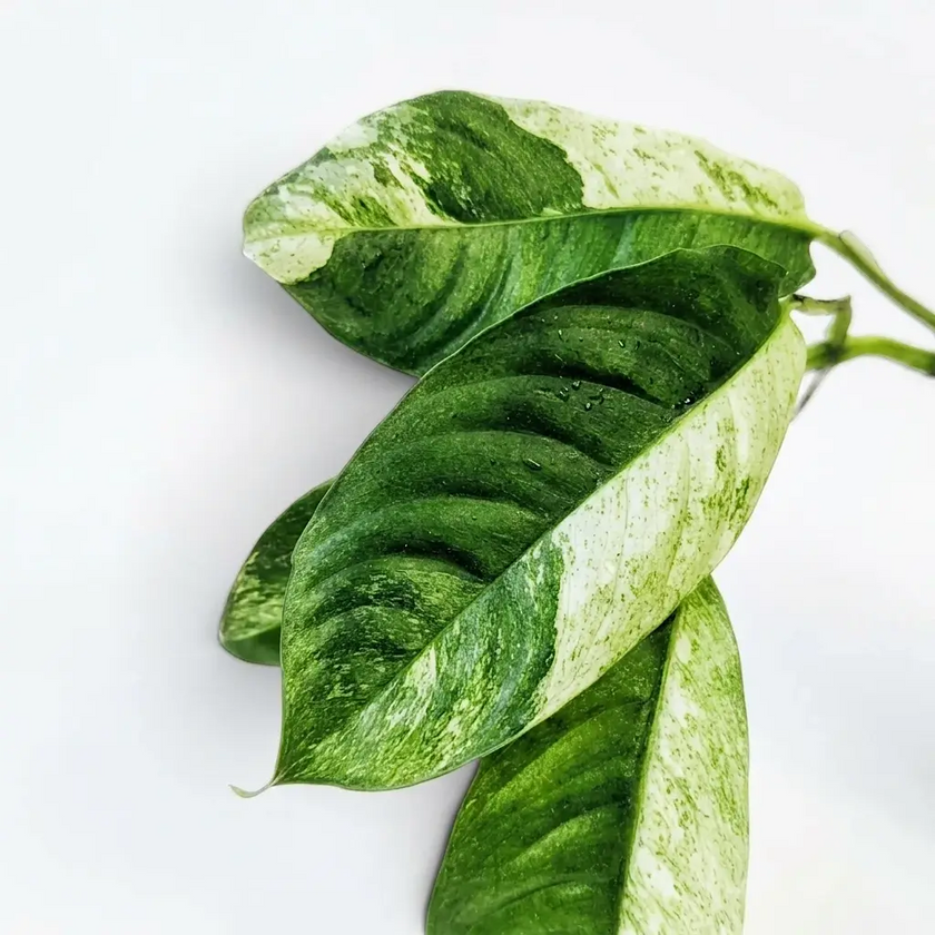 Rhaphidophora puberula variegata leaf close-up