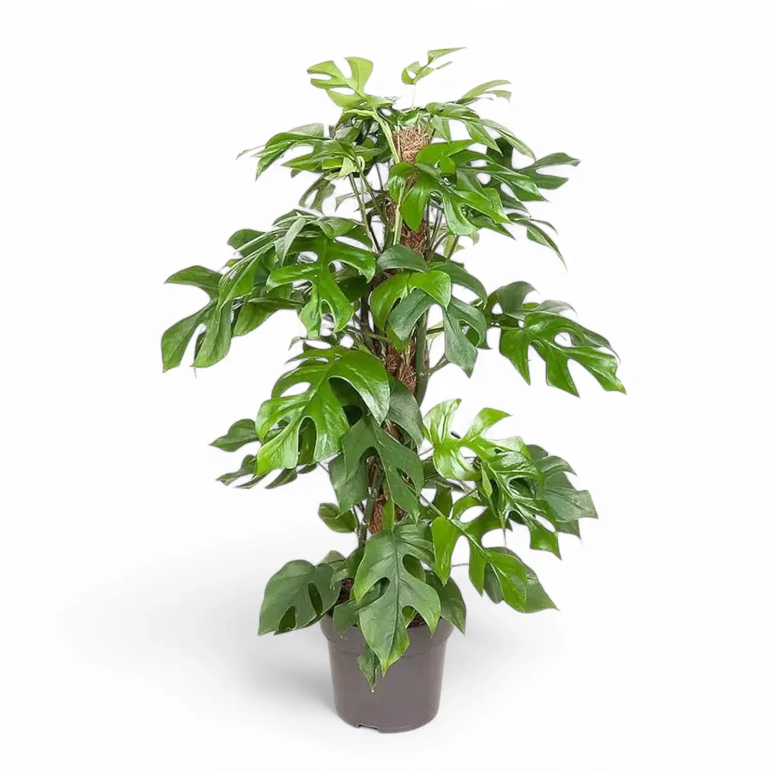 Rhaphidophora tetrasperma potted plant in nursery pot on white background.