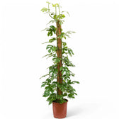Rhaphidophora tetrasperma potted plant in nursery pot on white background.