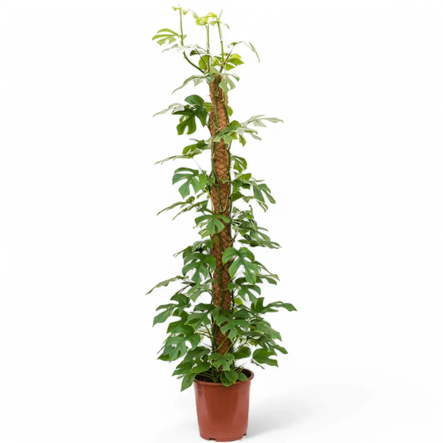 Rhaphidophora tetrasperma potted plant in nursery pot on white background.