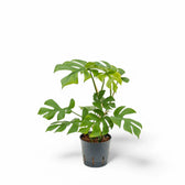 Rhaphidophora tetrasperma potted plant in nursery pot on white background.