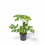 Rhaphidophora tetrasperma potted plant in nursery pot on white background.
