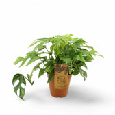 Rhaphidophora tetrasperma potted plant in nursery pot on white background.