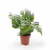 Rhaphidophora tetrasperma potted plant in nursery pot on white background.
