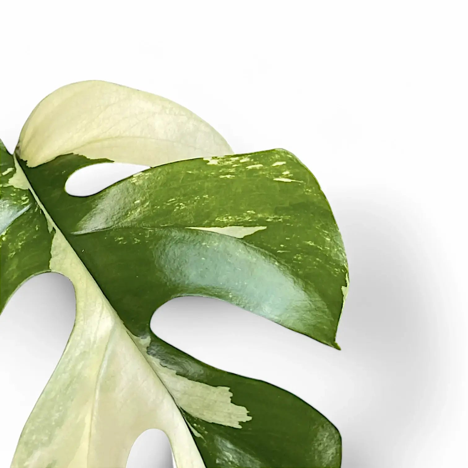 Nahaufnahme eines Blatts von Rhaphidophora tetrasperma albo-variegata vor weißem Hintergrund.