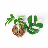 Rhaphidophora tetrasperma albo-variegata als Topfpflanze im Kulturtopf vor weißem Hintergrund, Produktfoto 6.