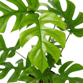 Close-up of a glossy light green Rhaphidophora tetrasperma leaf with deep, rounded splits.