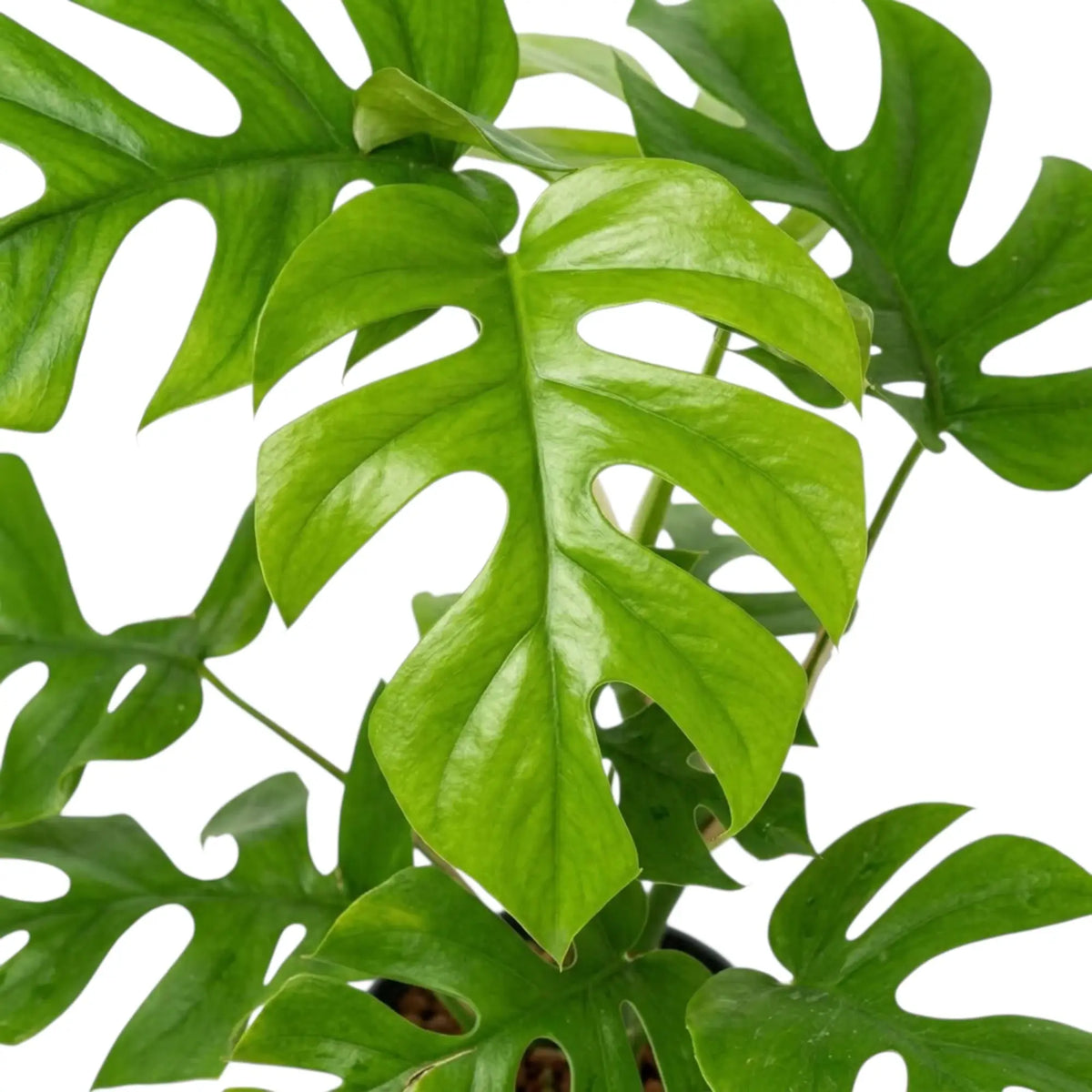 Close-up of a glossy light green Rhaphidophora tetrasperma leaf with deep, rounded splits.