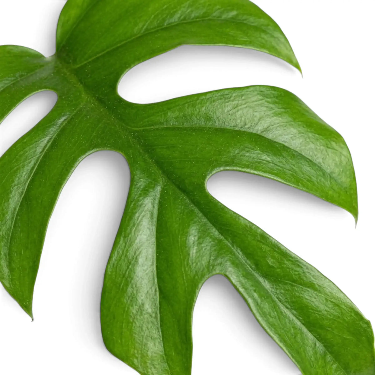 Rhaphidophora tetrasperma leaf detail showing deep rounded splits, fine veins and a glossy green surface.