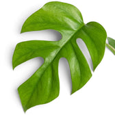 Single glossy green Rhaphidophora tetrasperma leaf with deep splits on both sides of the central vein.