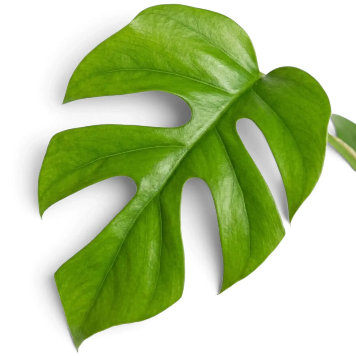 Single glossy green Rhaphidophora tetrasperma leaf with deep splits on both sides of the central vein.