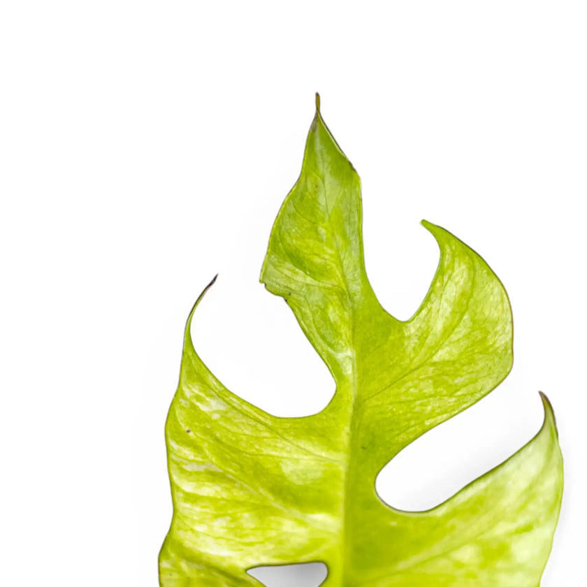 Rhaphidophora tetrasperma 'Goldrush' leaf close-up on white background.