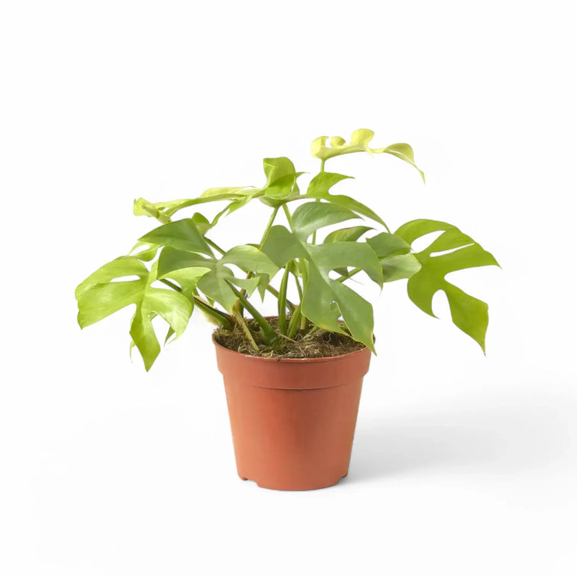 Rhaphidophora tetrasperma 'Goldrush' potted plant in nursery pot on white background.