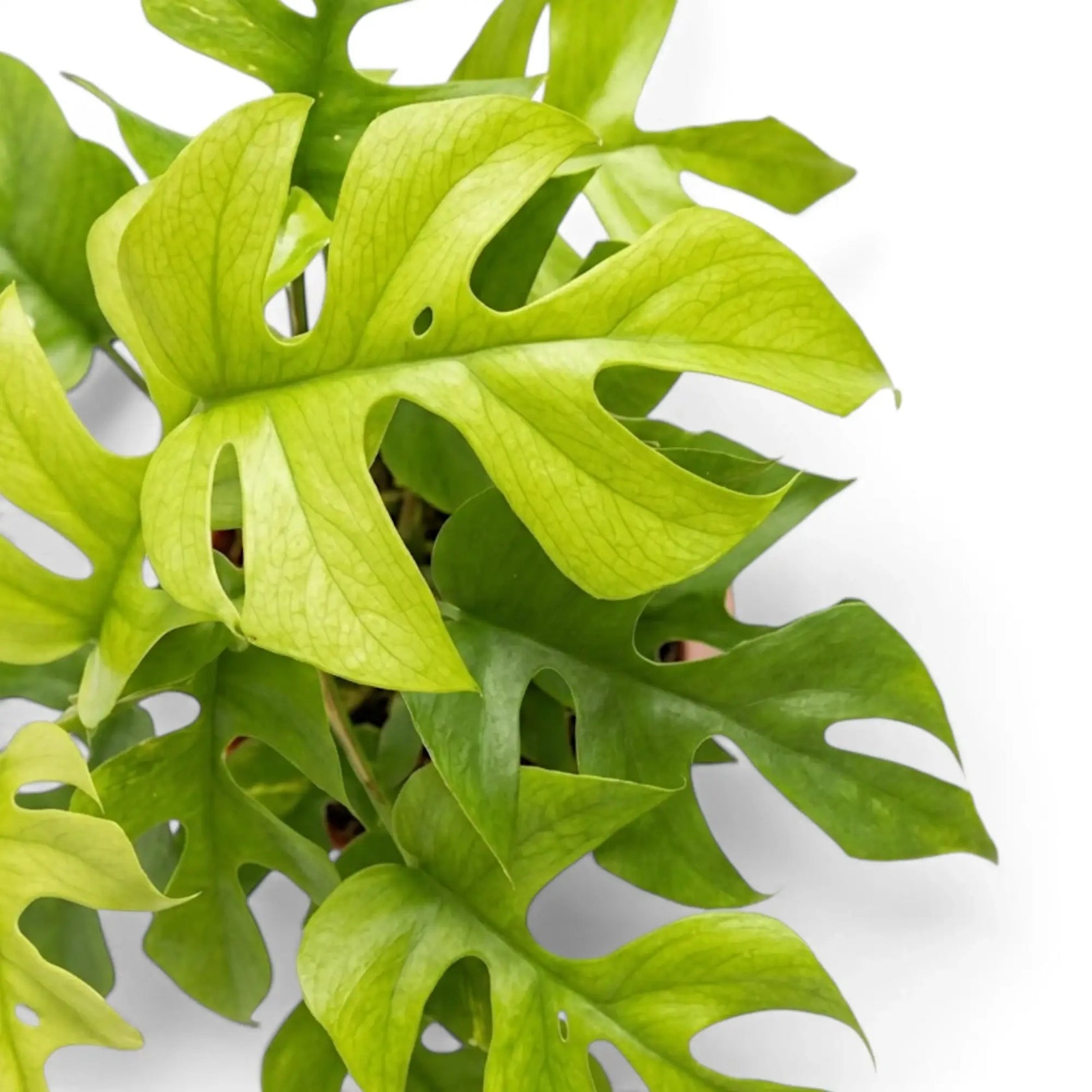 Close-up of Rhaphidophora tetrasperma ‘Goldrush’ yellow, lime and green variegated leaves