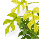 Close-up of Rhaphidophora tetrasperma ‘Goldrush’ yellow, lime and green variegated leaves