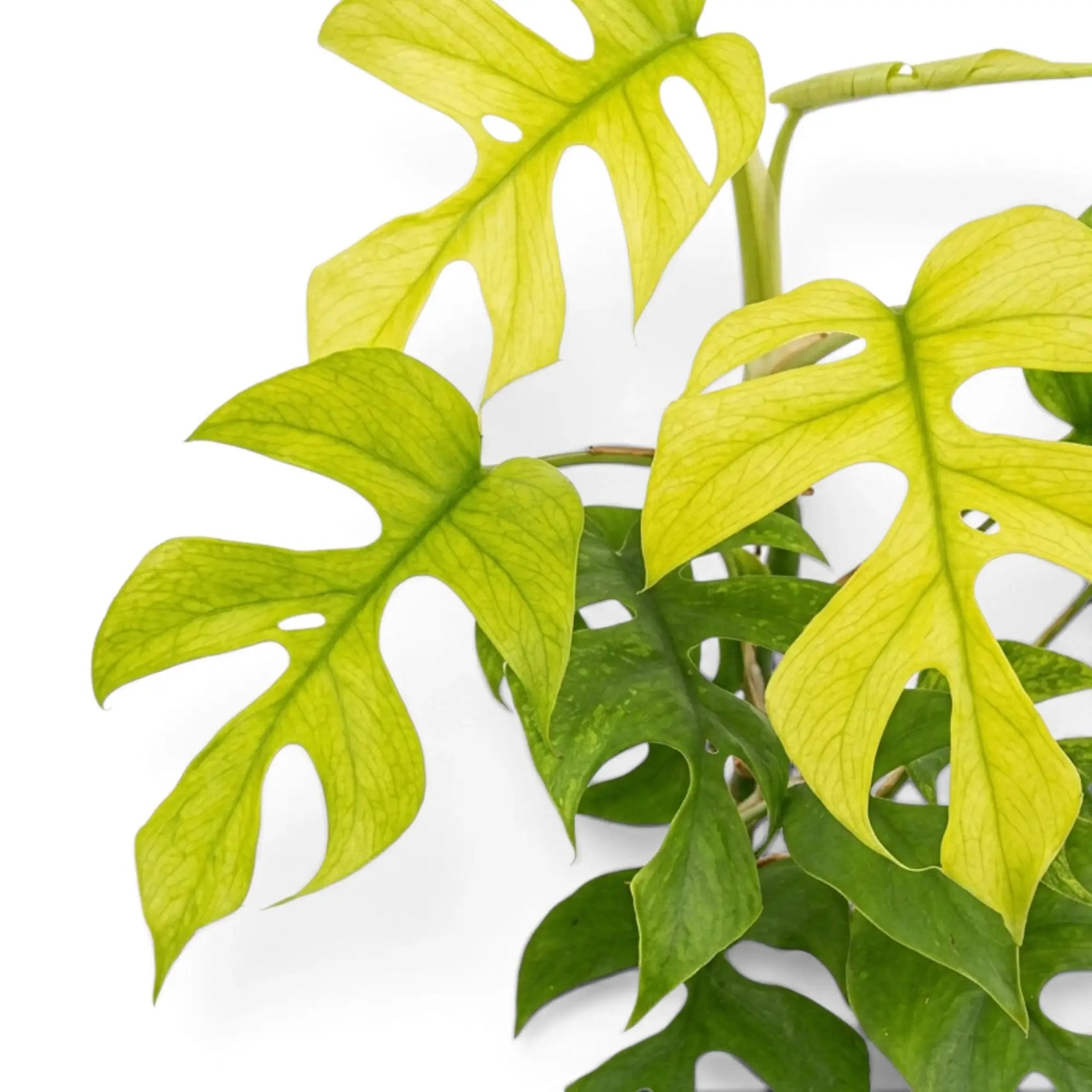 Close-up of Rhaphidophora tetrasperma ‘Goldrush’ yellow, lime and green variegated leaves