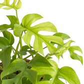 Close-up of Rhaphidophora tetrasperma ‘Goldrush’ yellow, lime and green variegated leaves
