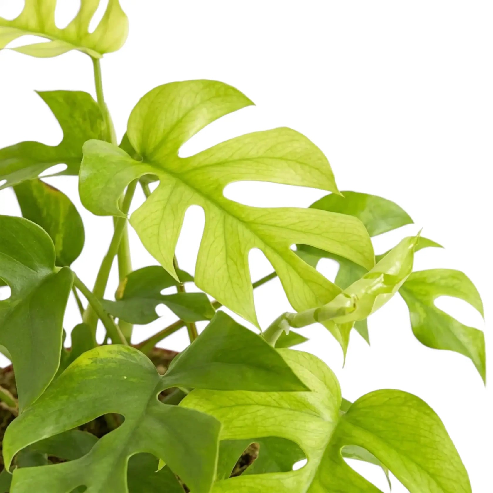 Close-up of Rhaphidophora tetrasperma ‘Goldrush’ yellow, lime and green variegated leaves