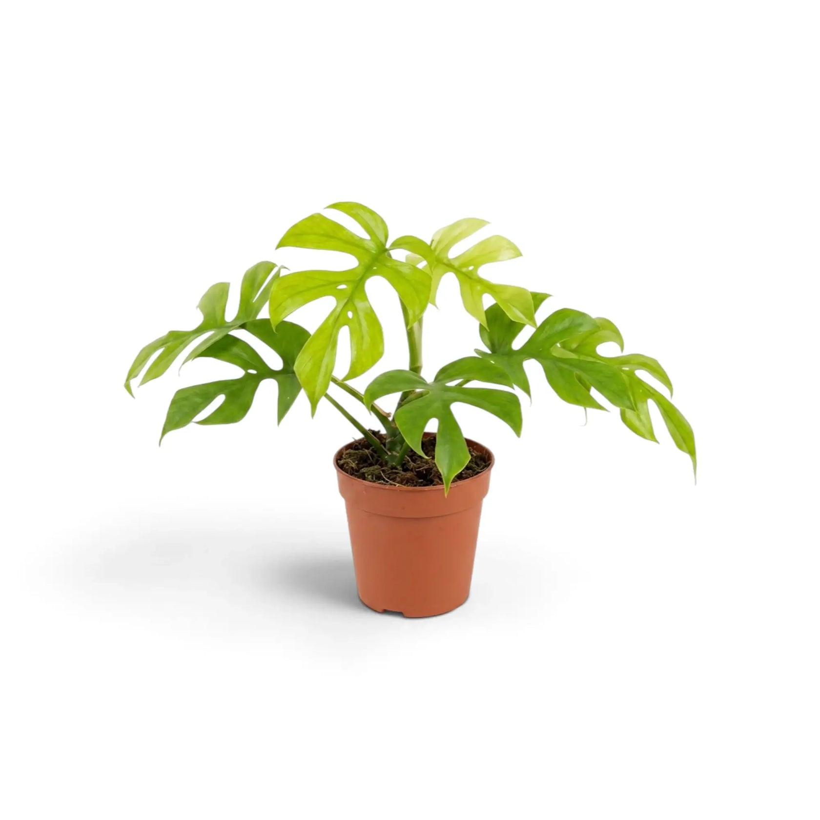 Rhaphidophora tetrasperma ‘Goldrush’ in a nursery pot, showing yellow, lime and green variegated leaves