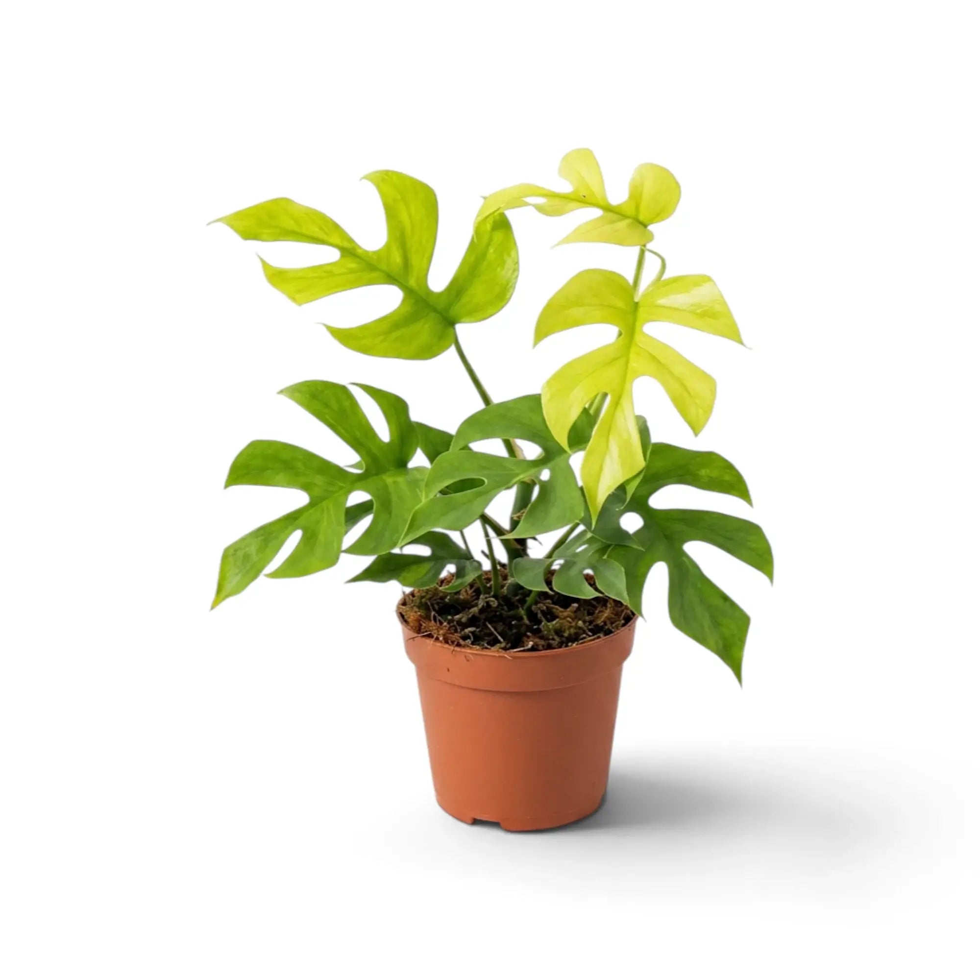 Rhaphidophora tetrasperma ‘Goldrush’ in a nursery pot, showing yellow, lime and green variegated leaves