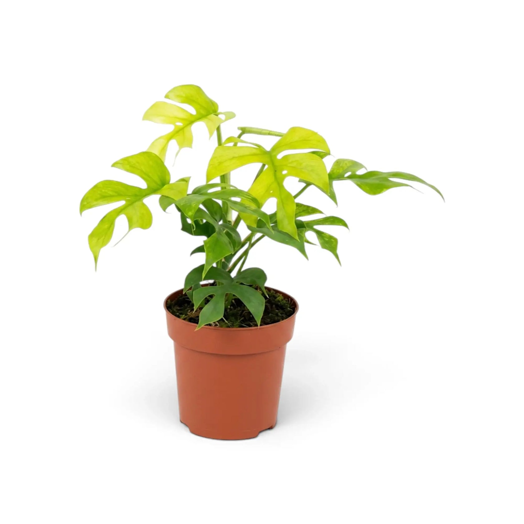 Rhaphidophora tetrasperma ‘Goldrush’ in a nursery pot, showing yellow, lime and green variegated leaves