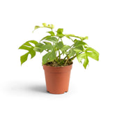 Rhaphidophora tetrasperma ‘Goldrush’ in a nursery pot, showing yellow, lime and green variegated leaves