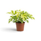 Rhaphidophora tetrasperma ‘Goldrush’ in a nursery pot, showing yellow, lime and green variegated leaves