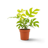 Rhaphidophora tetrasperma ‘Goldrush’ in a nursery pot, showing yellow, lime and green variegated leaves