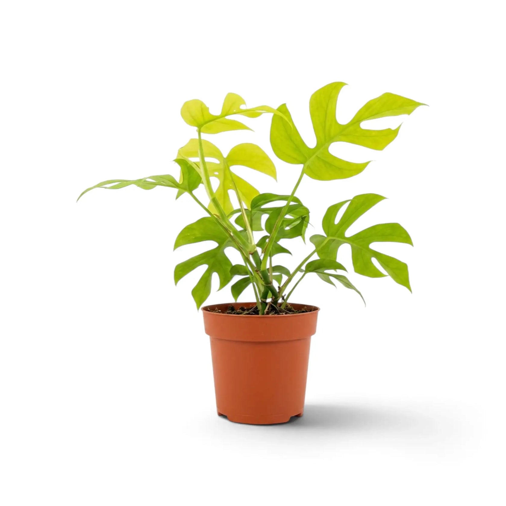 Rhaphidophora tetrasperma ‘Goldrush’ in a nursery pot, showing yellow, lime and green variegated leaves
