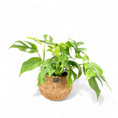 Rhaphidophora tetrasperma in Kokodama potted plant in nursery pot on white background.