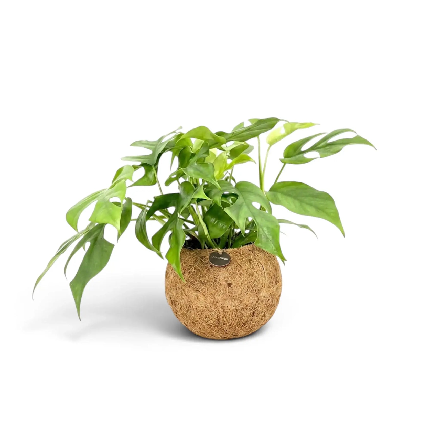 Rhaphidophora tetrasperma in a round Kokodama coconut-fibre planter resting on a flat surface.