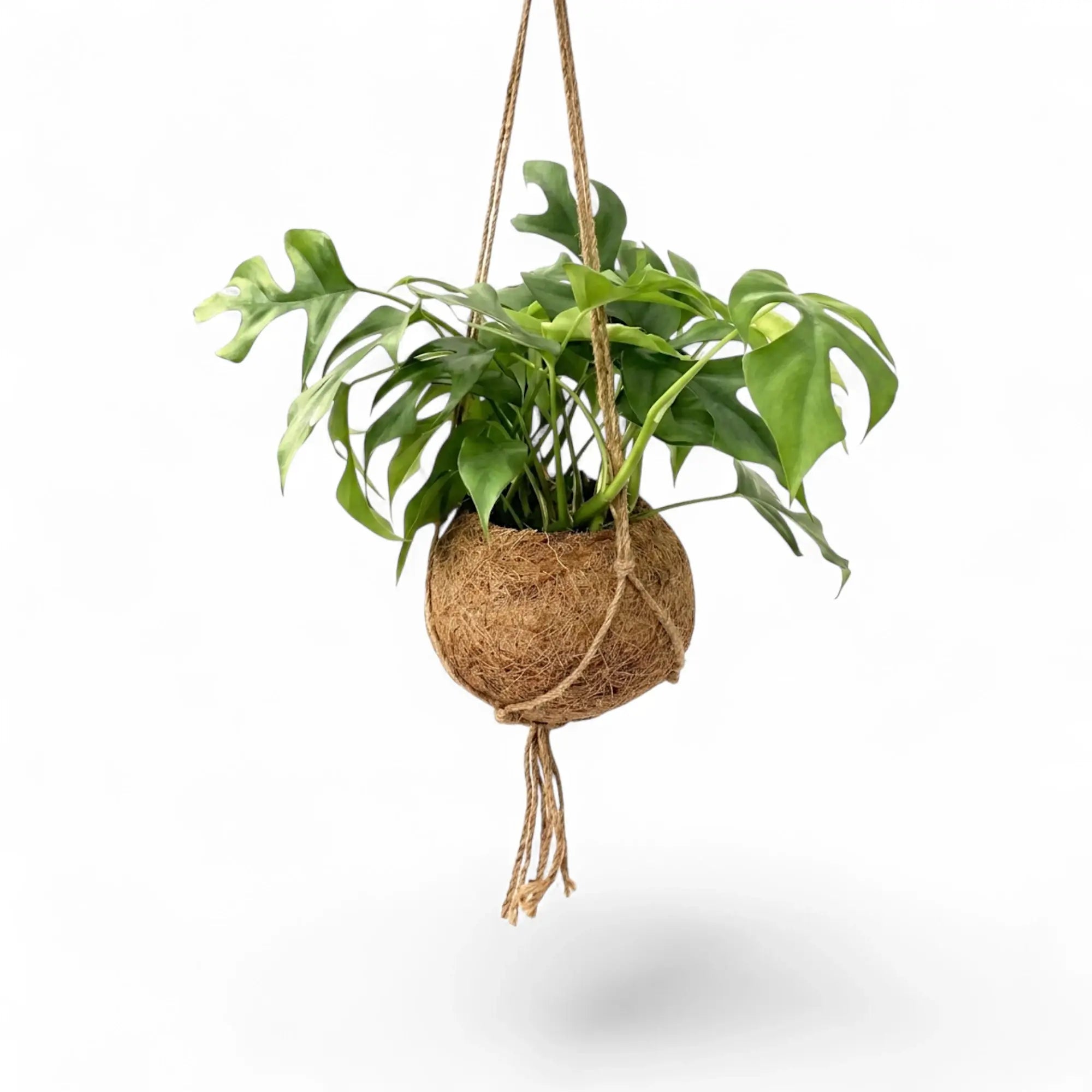 Hanging Rhaphidophora tetrasperma in a Kokodama coconut-fibre planter with jute cords.