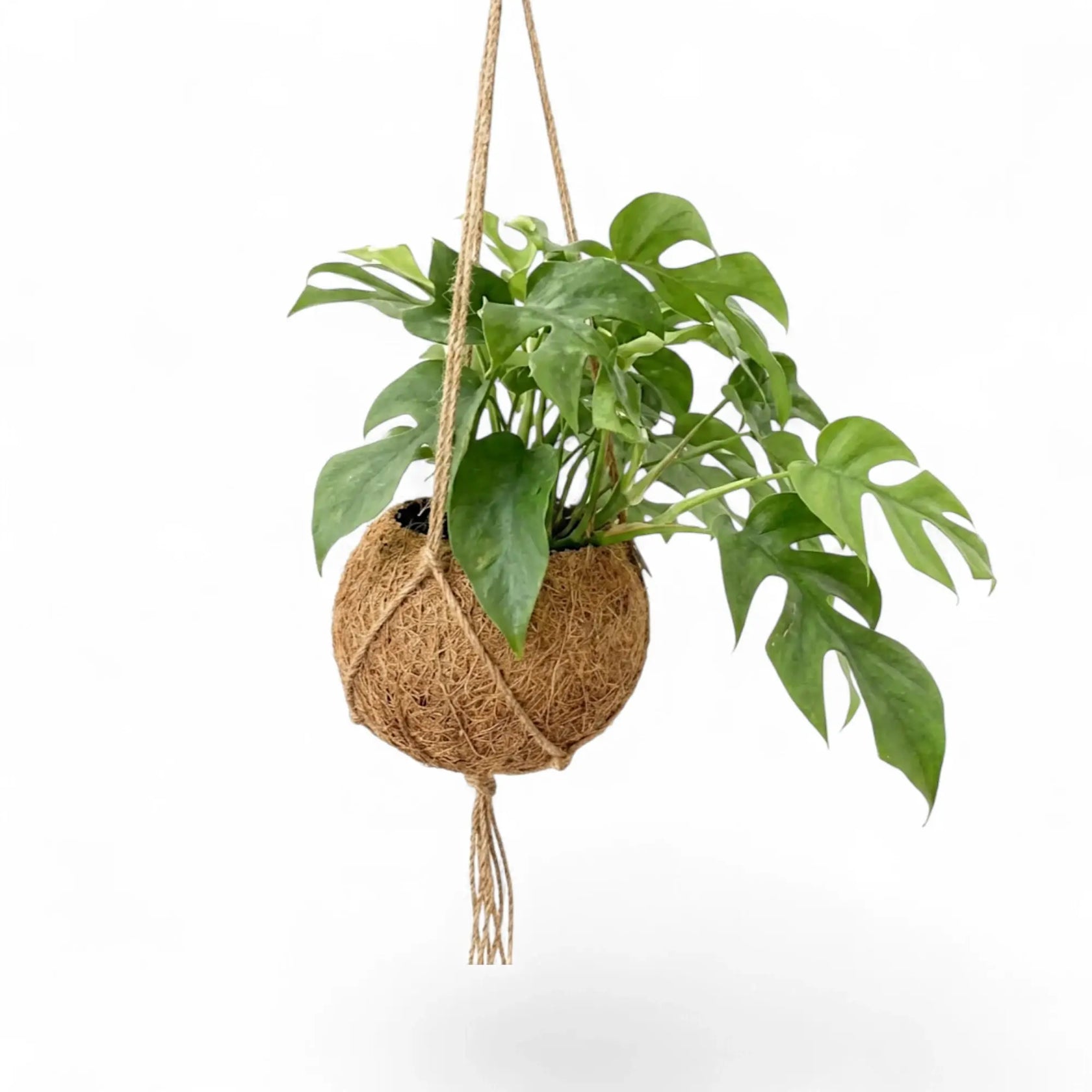 Side view of hanging Rhaphidophora tetrasperma with trailing split leaves in a Kokodama planter.