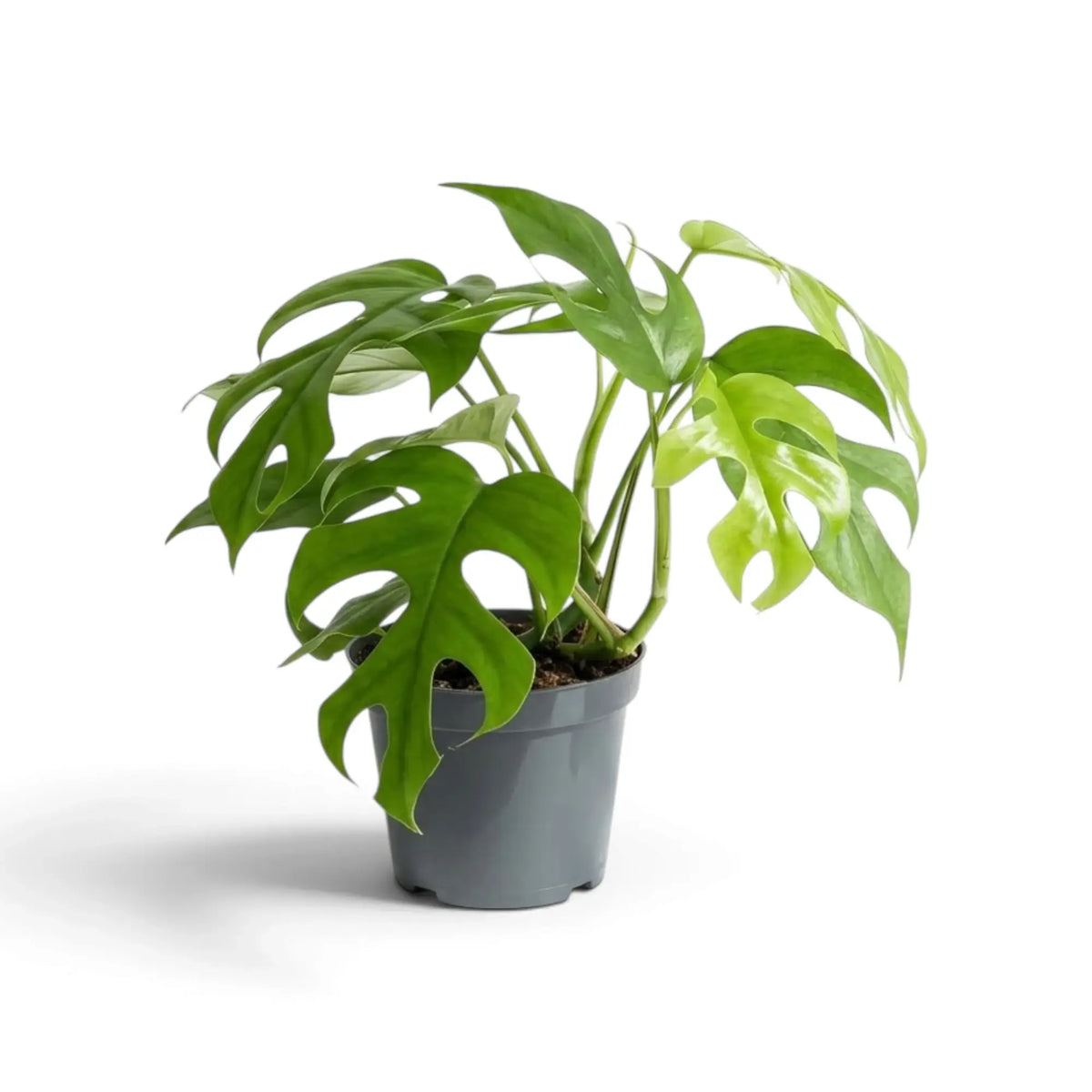 Rhaphidophora tetrasperma with dark and light green deeply split leaves spreading above a nursery pot.